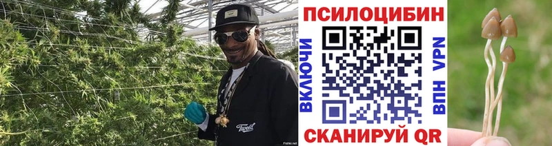 Псилоцибиновые грибы Psilocybe Карпинск